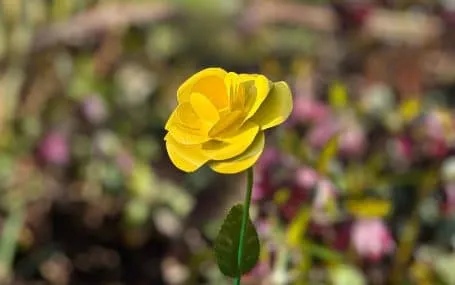Dedicate rose to someone special