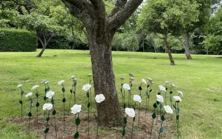 Rose to Remember at Upton House