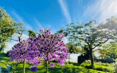 Open Gardens for Katharine House